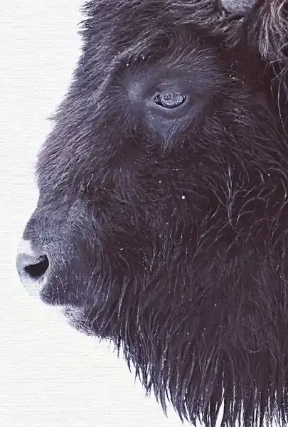 Leinwandbild A.S. Création Tiere Black Buffalo 50 x 75 cm Hochformat schwarz Im Trend
